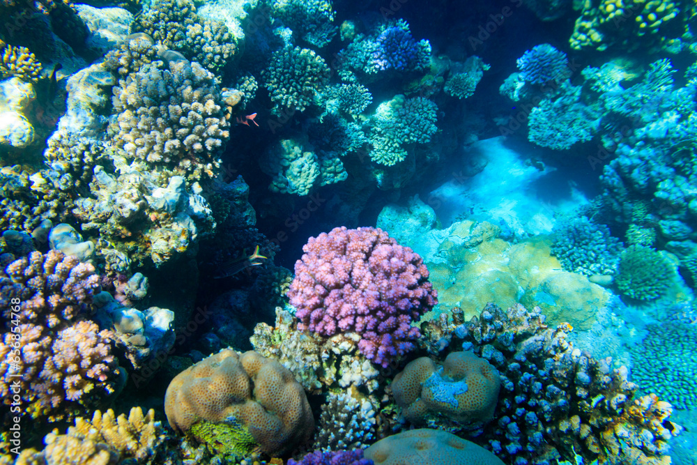 Naklejka premium Coral reef in the Red sea in Ras Mohammed national park. Sinai peninsula in Egypt