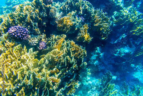 Coral reef in the Red sea in Ras Mohammed national park. Sinai peninsula in Egypt