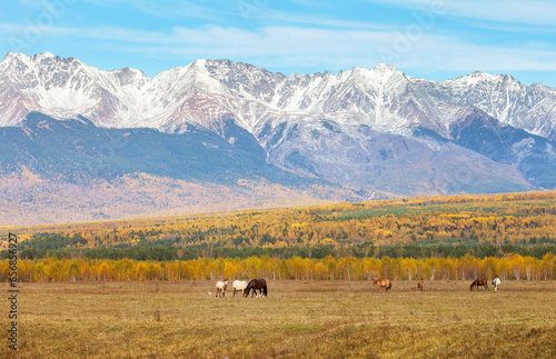 Rural autumn landscape with yellowed meadows and grazing horses against backdrop of snow-capped Eastern Sayan Mountains on sunny October day. Buryatia, Baikal region, Tunka foothil valley, Arshan