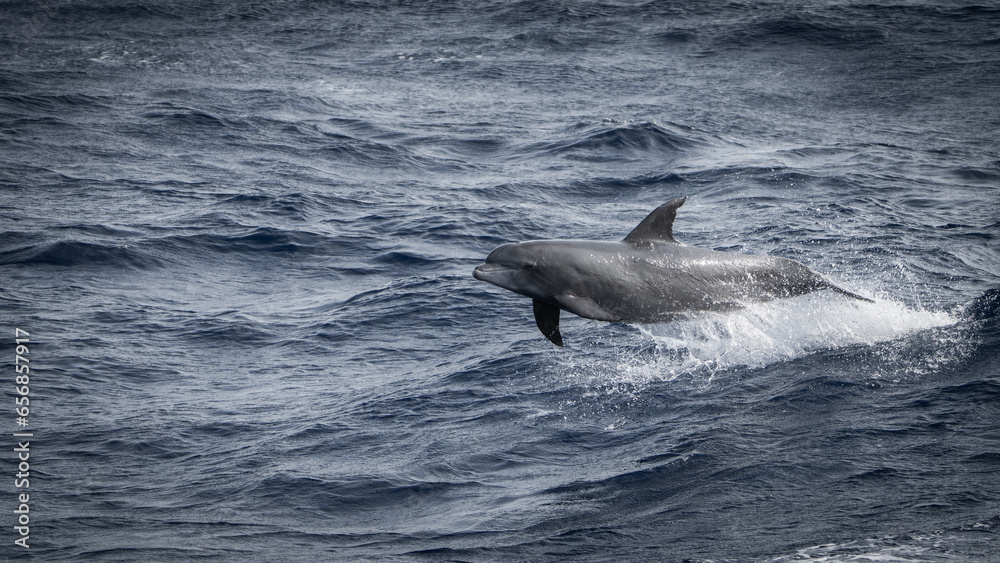 Fototapeta premium Dolphin jumping