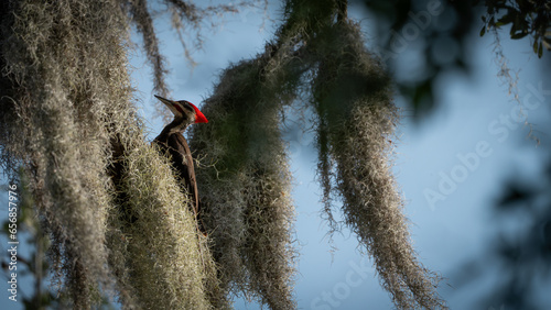 Woodpecker in a tree