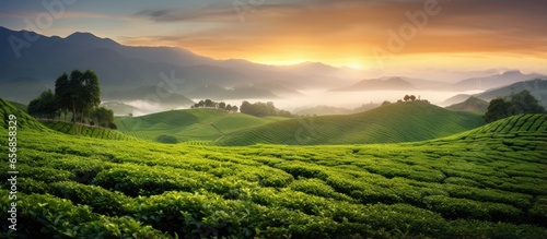 Dawn view of a tea farm
