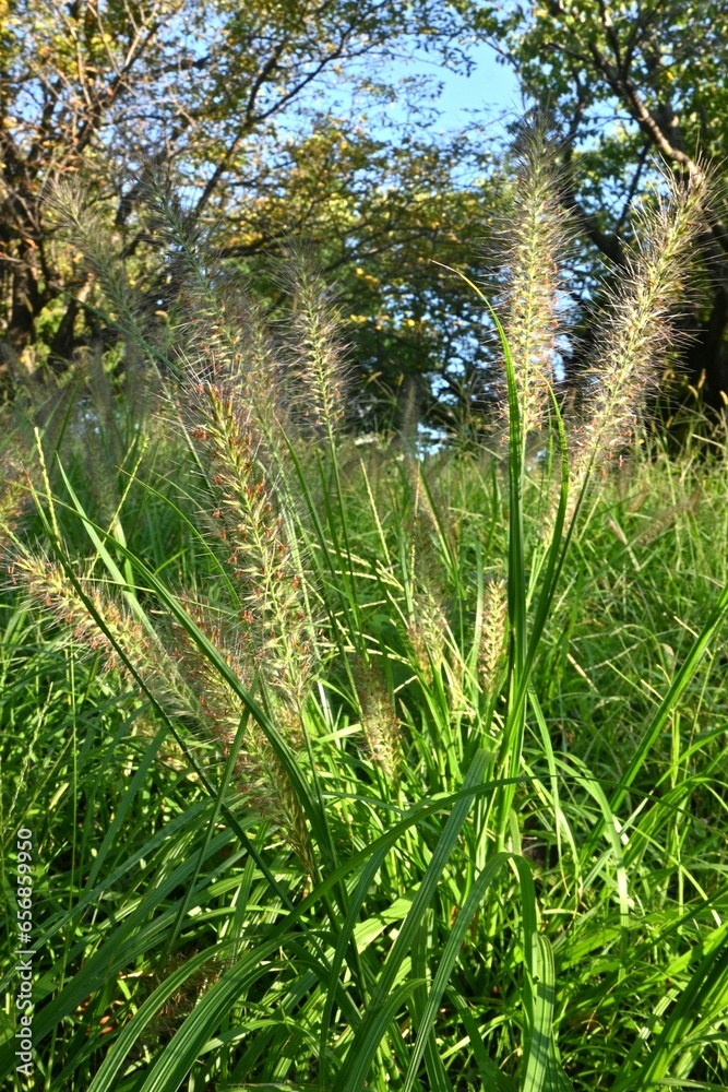 Dwarf fountain grass ( Pennisetum alopecuroides ). Poaceae perennial plants. A weed characterized by brush-like spikes. Dwarf fountain grass ( Pennisetum alopecuroides ). Poaceae perennial plants. A weed characterized by brush-like spikes.
