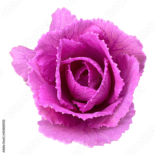 baby fresh red cabbage isolated on white background