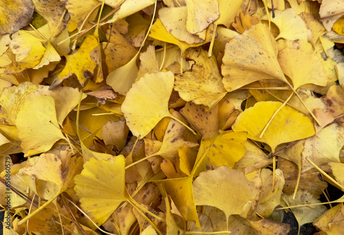 group of fan shape yellow ginkgo dry leaves top view on the ground