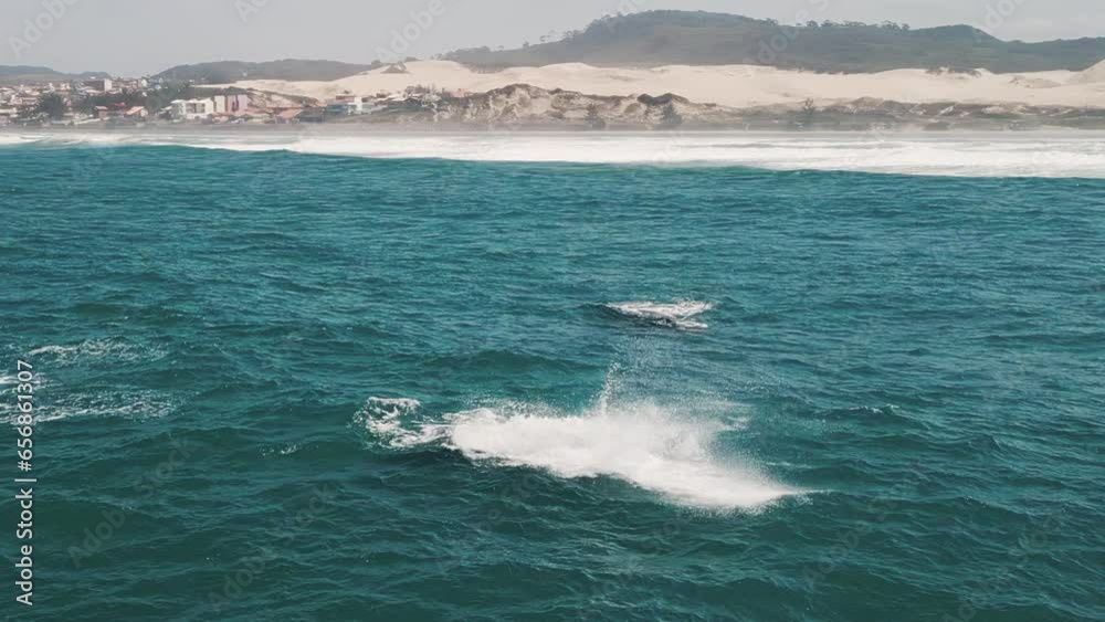 The southern right whales breach, Eubalaena australis. Mother and calf of the Right Whales swim near Brazilian shore near the town of Imbituba. the calf breaches and falls with splash The southern right whales breach, Eubalaena australis. Mother and calf of the Right Whales swim near Brazilian shore near the town of Imbituba. the calf breaches and falls with splash