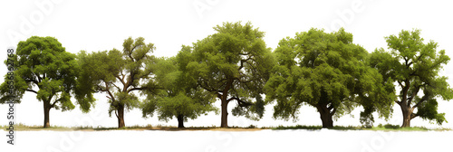 Trees on transparent background PNG