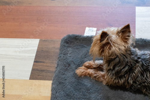 Small Yorkie lying on a blanket on a wooden floor photo