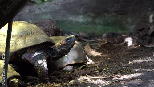 Red-footed tortoises sitting motionless in dappled sunlight before blinking eye photo