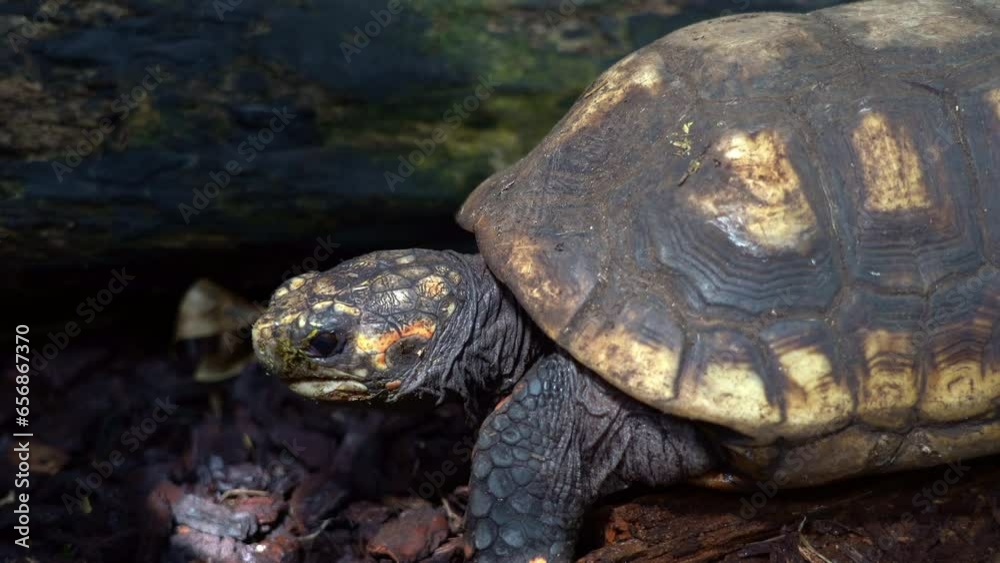 Red-footed tortoise slowly walks across dirt - bark through patch of sunlight Red-footed tortoise slowly walks across dirt - bark through patch of sunlight
