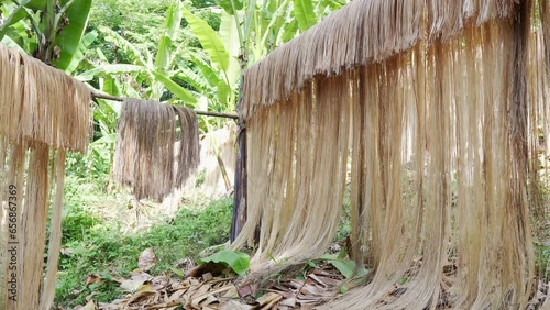 Idyllic static shot of Philippine abaca fiber bundles hanging on bamboo poles after harvesting in Catanduanes, Bicol. photo