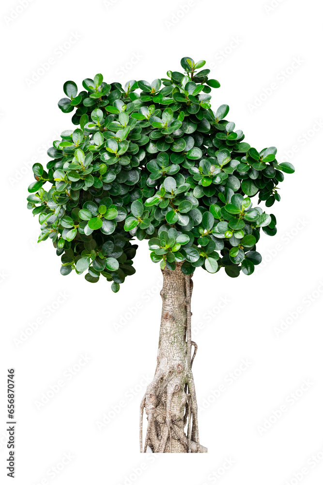 Fototapeta premium green tree isolated