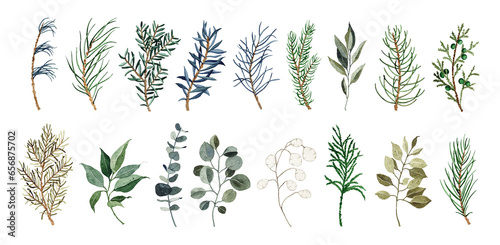 Set of various watercolor winter greenery leaves  fir branches  eucalyptus  pine twigs illustration isolated on white background