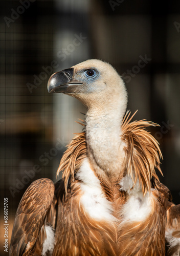 Griffon vulture  close-up portrait  bird of prey.