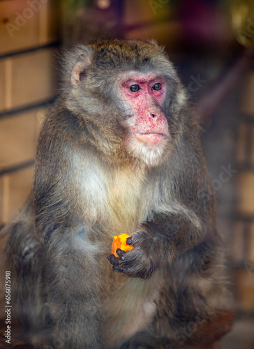 monkey monkey portrait close up behind glass in a zoo © Prikhodko