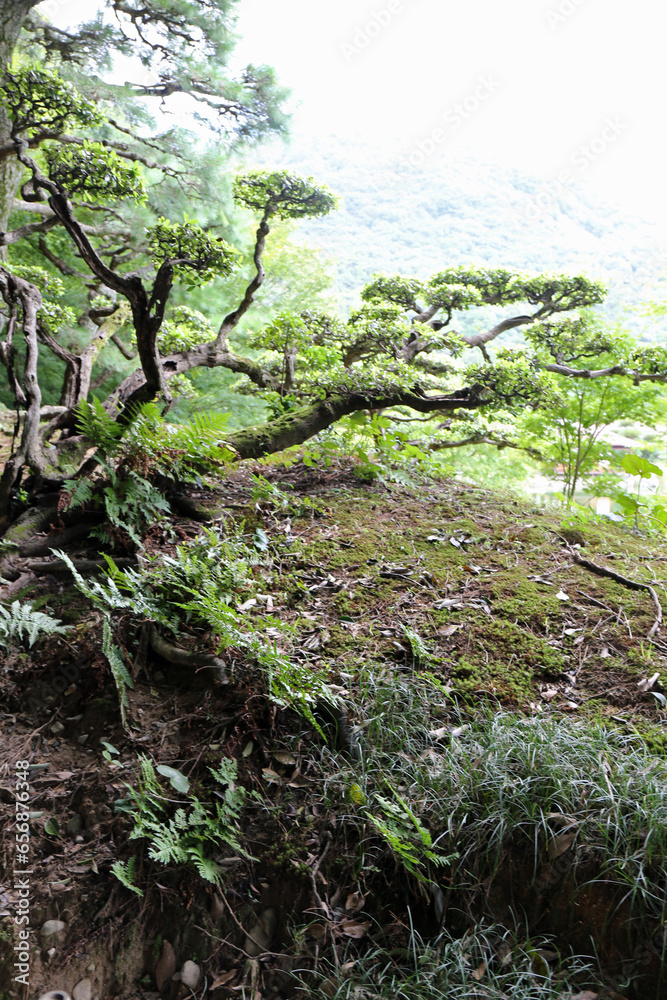 Obraz premium 晩夏の栗林公園