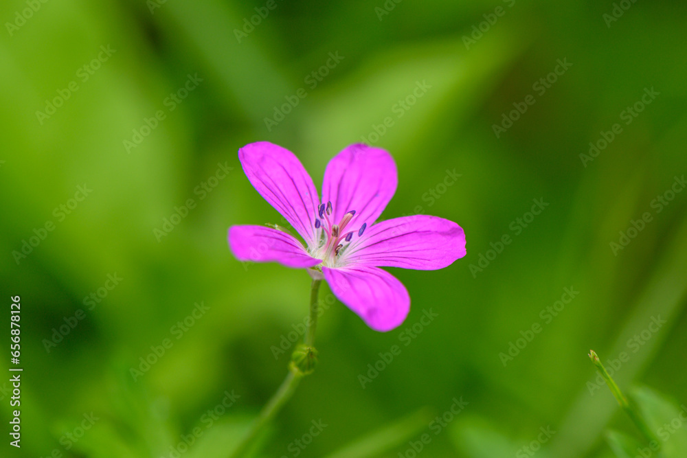 red wildflower in the forest in Latvia 4 red wildflower in the forest in Latvia 4