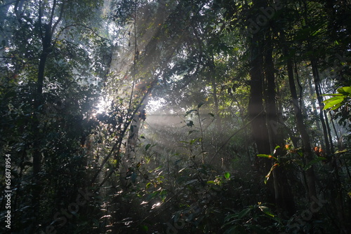 Rainy Forest in Central Kalimantan