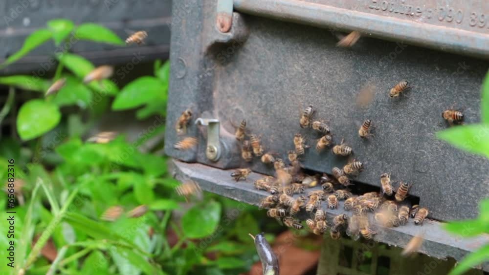 Honey bees fly into the hive, concept of beekeeping Honey bees fly into the hive, concept of beekeeping