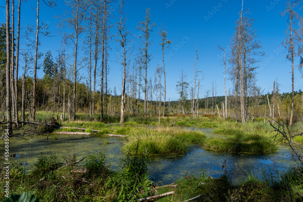 Obraz premium Landschaft am Kreuzotterwanderweg im Nationalpark Bayerischer Wald