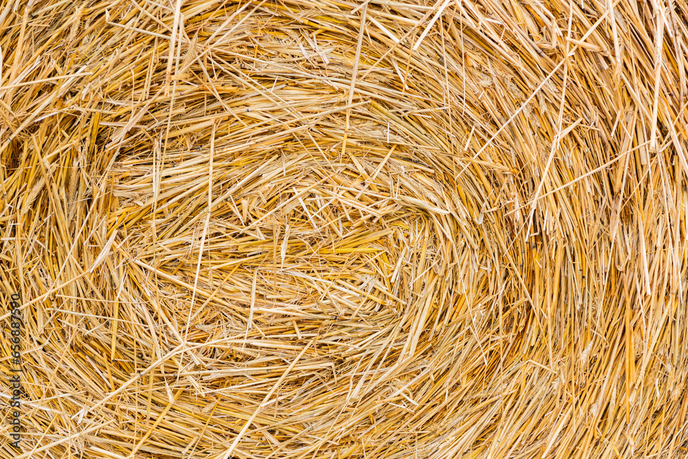 straw summer background. haystack straw prepared for farm. Stack dry hay. Hay texture. Hay bale is stacked in large stack. rural autumn with hay. Stacking bales straw summer background. haystack straw prepared for farm. Stack dry hay. Hay texture. Hay bale is stacked in large stack. rural autumn with hay. Stacking bales