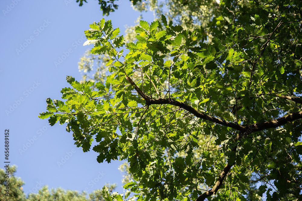 Fototapeta premium Green oak tree blooms against a blue sky