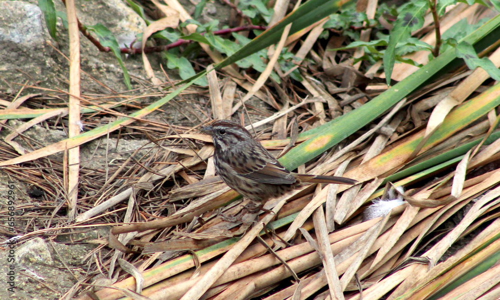 Brown bird, sparrow on the grass Brown bird, sparrow on the grass