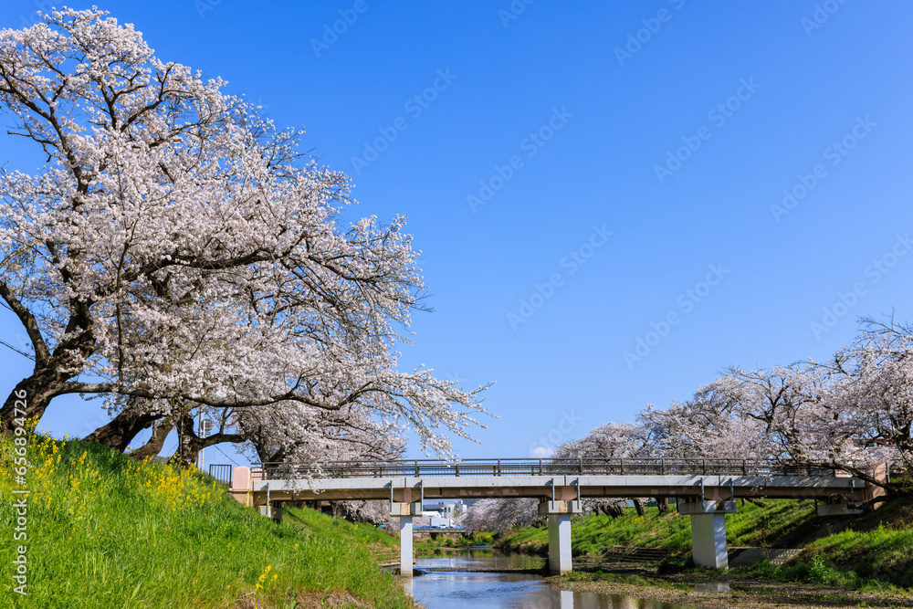 朝早い新境川堤の桜並木 岐阜県各務原市 朝早い新境川堤の桜並木 岐阜県各務原市