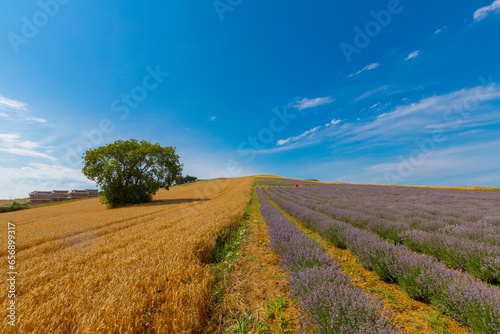 Fresh Lavender field   Edirne   Turkey