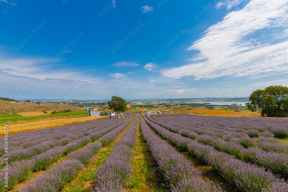 Fresh Lavender field / Edirne / Turkey