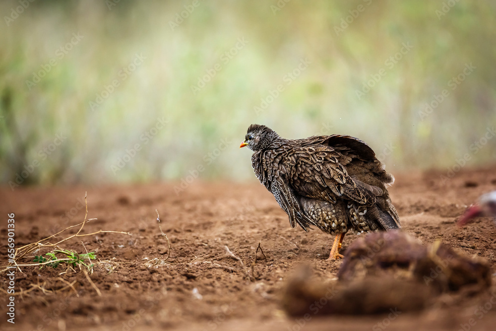 Natal francolin shaking feathers in Kruger National park, South Africa ; Specie Pternistis natalensis family of Phasianidae Natal francolin shaking feathers in Kruger National park, South Africa ; Specie Pternistis natalensis family of Phasianidae