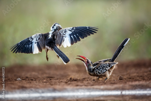 Two Southern Red billed Hornbill fighting on the ground in Kruger National park, South Africa ; Specie Tockus rufirostris family of Bucerotidae photo