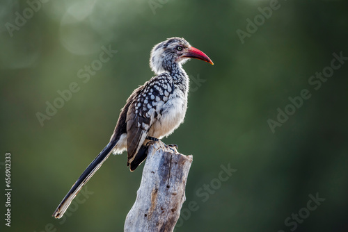 Southern Red billed Hornbill standing on a log in backlit in Kruger National park, South Africa ; Specie Tockus rufirostris family of Bucerotidae photo