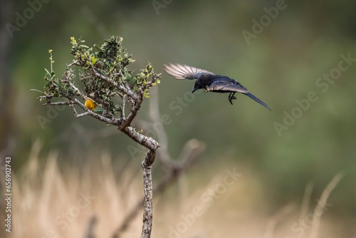 Southern Anteater-Chat in flight and red headed weaver in Kruger National park, South Africa ; Specie Myrmecocichla formicivora family of Musicapidae photo