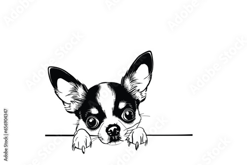 Curious Chihuahua Gaze: A Vector Illustration of a Cute Chihuahua Playfully Peeking © M_Vector55
