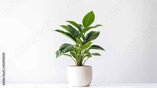 Houseplant in a white pot on a white background. Home decor. © meow