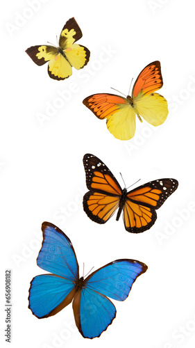Four colourful butterflies with spread wings, incuding the blue Morhpo and the Monarch butterfly © Elles Rijsdijk