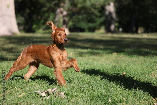 Golden retriever puppy prancing in the grass