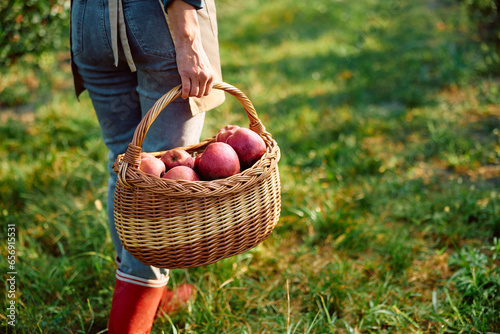 Unrecognizable woman with basket full of freshly harvested apples in orchard.