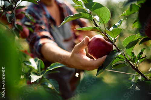 Foto Close up of man picking apples during autumn harvest in orchard.