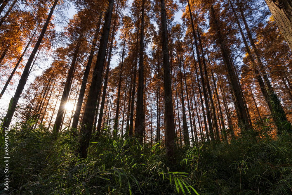 Fototapeta premium 東京都葛飾区 秋の水元公園と紅葉したメタセコイア