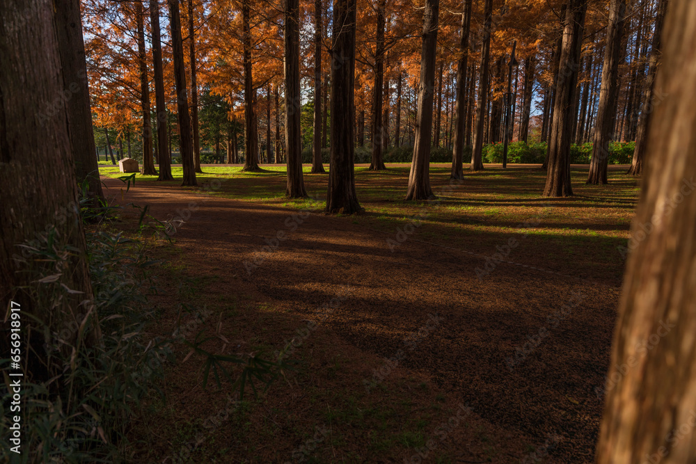 Fototapeta premium 東京都葛飾区 秋の水元公園と紅葉したメタセコイア