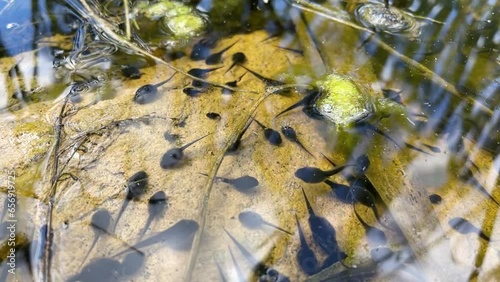 Tadpole, pollywog is larval stage in life cycle of an amphibian, frog. Tadpoles move chaotically underwater in forest swamp. Macro underwater wildlife photo