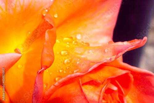 orange roses in the garden with raindrops