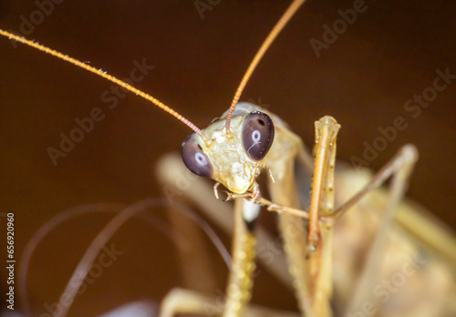Macro of female european mantis