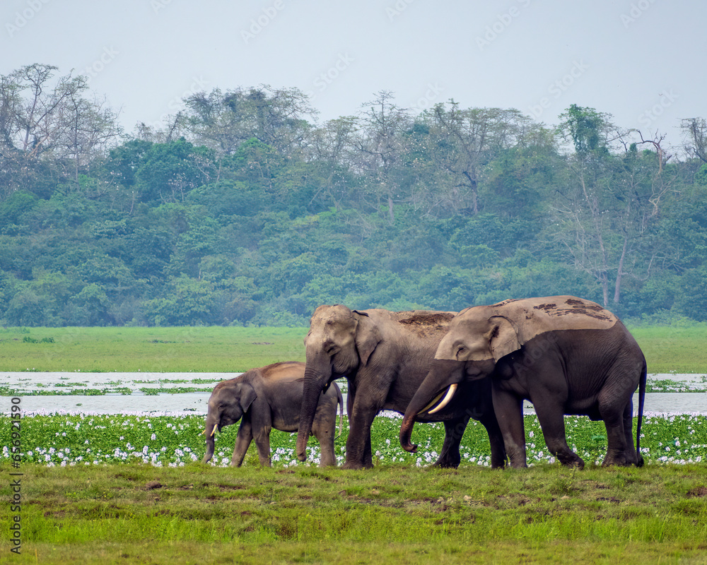 Group of wild Elephants walking in the grassland of Kaziranga National Park.