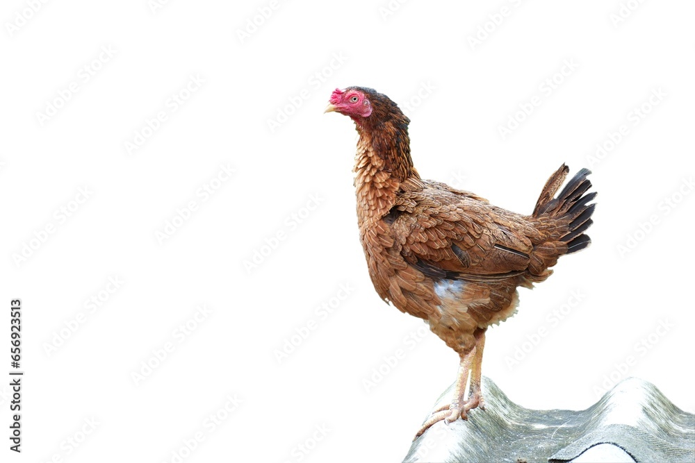 Fototapeta premium Orange female chicken on a white background