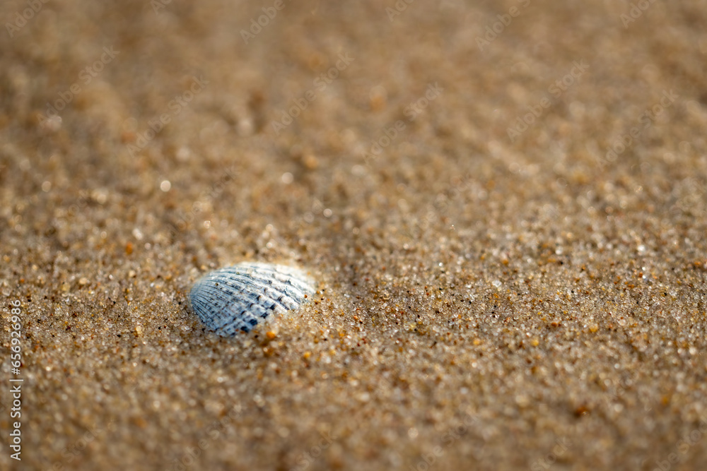 shell on sand on beach