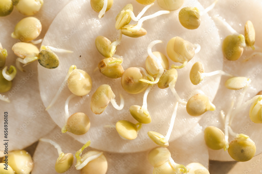 Lentils sprouts arranged on cotton pad Lentils sprouts arranged on cotton pad