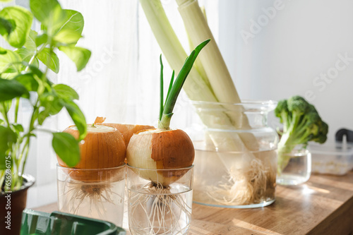Re-grown onions in glass of water at home photo